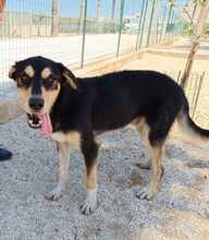 PETER, Hund, Mischlingshund in Italien - Bild 51