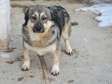 PELLE, Hund, Mischlingshund in Diez - Bild 1