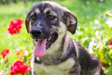PELLE, Hund, Mischlingshund in Diez - Bild 11