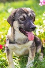 PELLE, Hund, Mischlingshund in Diez - Bild 12