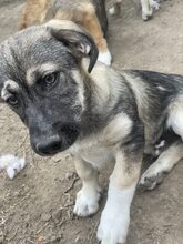 PELLE, Hund, Mischlingshund in Diez - Bild 13