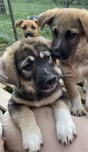 PELLE, Hund, Mischlingshund in Diez - Bild 14