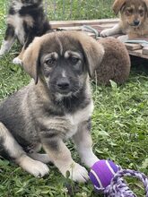 PELLE, Hund, Mischlingshund in Diez - Bild 15