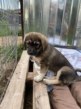 PELLE, Hund, Mischlingshund in Diez - Bild 16