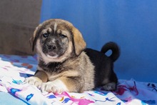 PELLE, Hund, Mischlingshund in Diez - Bild 17