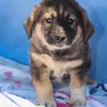 PELLE, Hund, Mischlingshund in Diez - Bild 19
