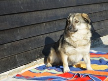 PELLE, Hund, Mischlingshund in Diez - Bild 3