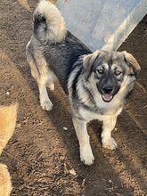 PELLE, Hund, Mischlingshund in Diez - Bild 4