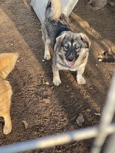 PELLE, Hund, Mischlingshund in Diez - Bild 5