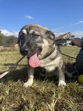 PELLE, Hund, Mischlingshund in Diez - Bild 8