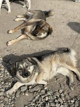 PELLE, Hund, Mischlingshund in Diez - Bild 9