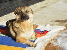 BANDI, Hund, Mischlingshund in Diez - Bild 1