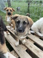 BANDI, Hund, Mischlingshund in Diez - Bild 10
