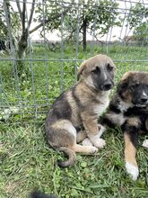 BANDI, Hund, Mischlingshund in Diez - Bild 11