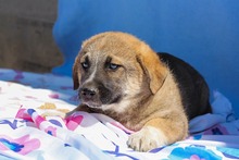 BANDI, Hund, Mischlingshund in Diez - Bild 12
