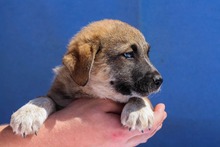 BANDI, Hund, Mischlingshund in Diez - Bild 13