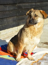BANDI, Hund, Mischlingshund in Diez - Bild 2