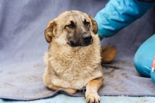 BANDI, Hund, Mischlingshund in Diez - Bild 3