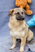 BANDI, Hund, Mischlingshund in Diez - Bild 4