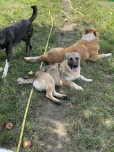 BANDI, Hund, Mischlingshund in Diez - Bild 5