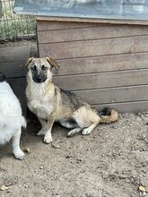 BANDI, Hund, Mischlingshund in Diez - Bild 6