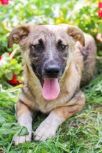 BANDI, Hund, Mischlingshund in Diez - Bild 7