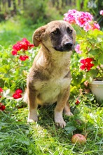 BANDI, Hund, Mischlingshund in Diez - Bild 8