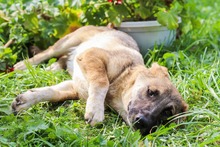 BANDI, Hund, Mischlingshund in Diez - Bild 9