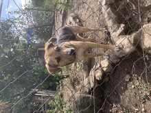 MINOU, Hund, Mischlingshund in Miesbach