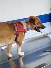 RICKY, Hund, Mischlingshund in Rumänien - Bild 18