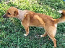 RICKY, Hund, Mischlingshund in Rumänien - Bild 19