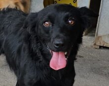 ANTEO, Hund, Mischlingshund in Kroatien