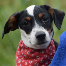 SUSI, Hund, Bodeguero Andaluz-Mix in Weißenfels