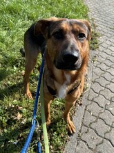 TOFFEE, Hund, Mischlingshund in Weilburg - Bild 11