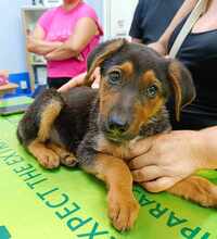 TOFFEE, Hund, Mischlingshund in Weilburg - Bild 15