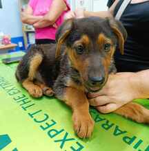 TOFFEE, Hund, Mischlingshund in Weilburg - Bild 19