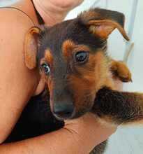 TOFFEE, Hund, Mischlingshund in Weilburg - Bild 25