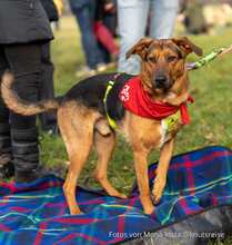 TOFFEE, Hund, Mischlingshund in Weilburg - Bild 3