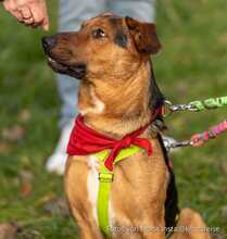 TOFFEE, Hund, Mischlingshund in Weilburg - Bild 4