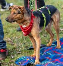 TOFFEE, Hund, Mischlingshund in Weilburg - Bild 6