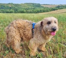 MALTE, Hund, Mischlingshund in Rumänien