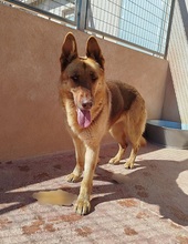 ABRIL, Hund, Deutscher Schäferhund in Spanien - Bild 10