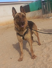 ABRIL, Hund, Deutscher Schäferhund in Spanien - Bild 11
