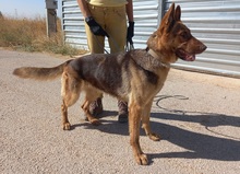 ABRIL, Hund, Deutscher Schäferhund in Spanien - Bild 12
