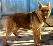 ABRIL, Hund, Deutscher Schäferhund in Spanien - Bild 13