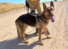 ABRIL, Hund, Deutscher Schäferhund in Spanien - Bild 14