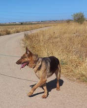 ABRIL, Hund, Deutscher Schäferhund in Spanien - Bild 15