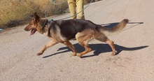 ABRIL, Hund, Deutscher Schäferhund in Spanien - Bild 16