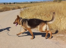 ABRIL, Hund, Deutscher Schäferhund in Spanien - Bild 17