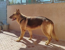 ABRIL, Hund, Deutscher Schäferhund in Spanien - Bild 9